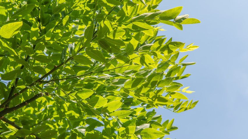 Styphnolobium japonicum 'Fleright' blad