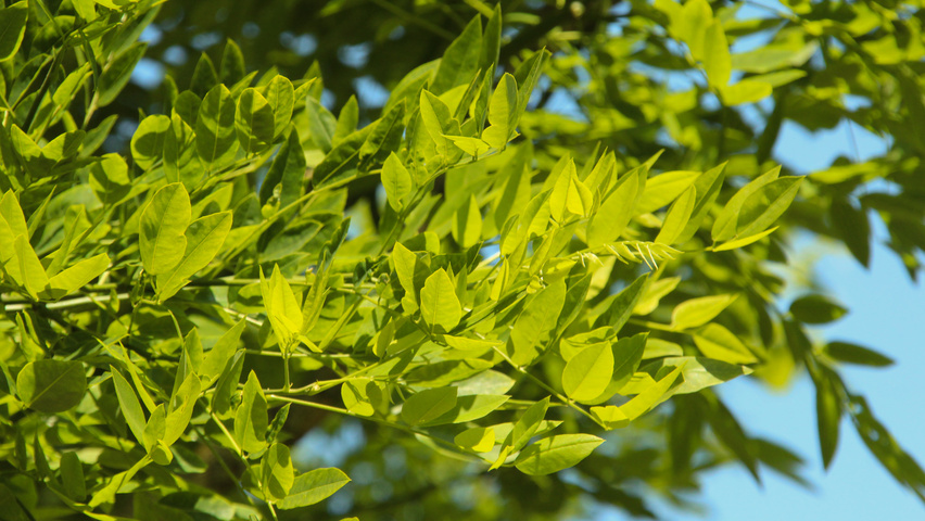 Styphnolobium japonicum 'Fleright' blad