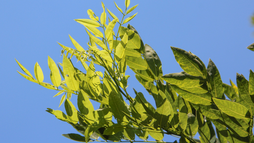Styphnolobium japonicum 'Fleright' blad