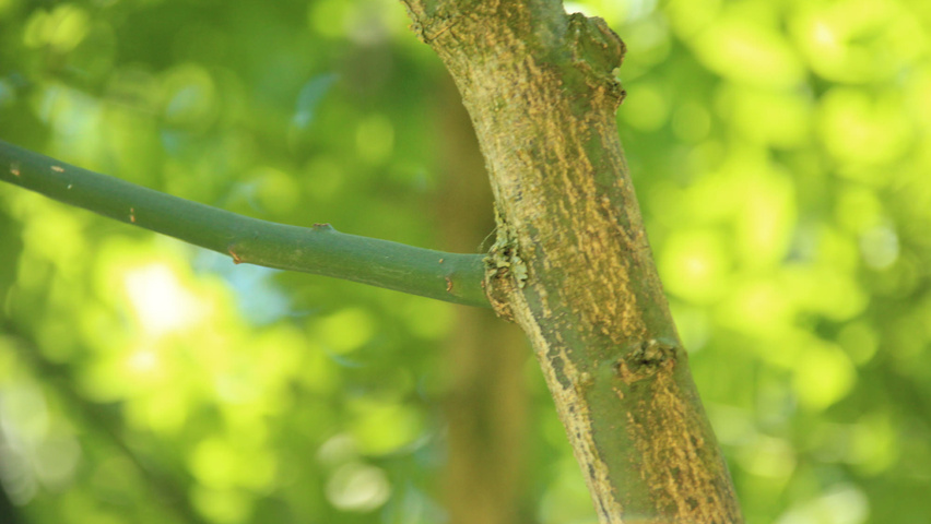 Styphnolobium japonicum 'Fleright' twijgen