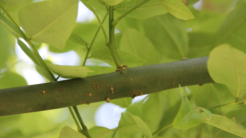 Styphnolobium japonicum 'Fleright' twijgen