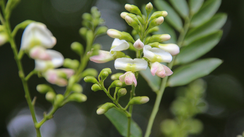 Styphnolobium japonicum fleurs
