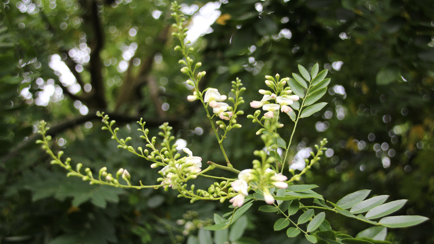 Styphnolobium japonicum fleurs