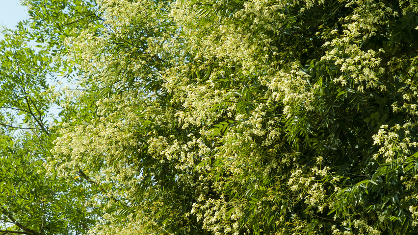 Styphnolobium japonicum fleurs