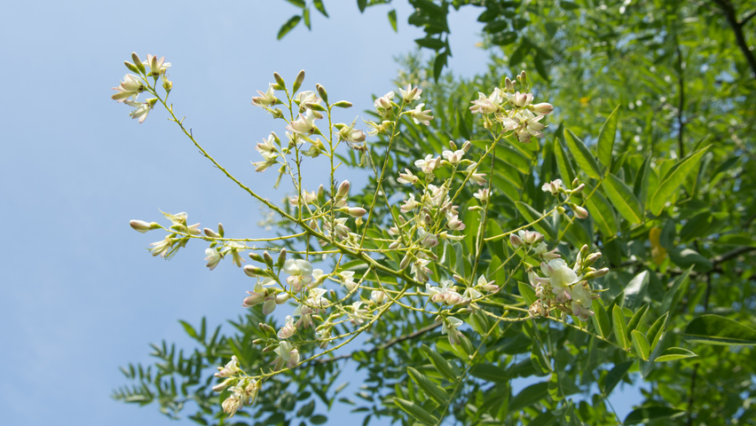 Styphnolobium japonicum fleurs