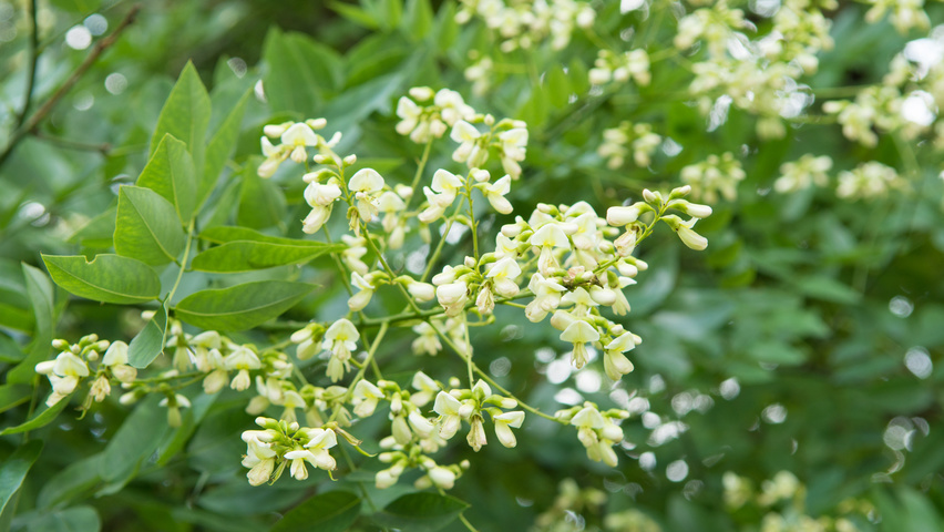 Styphnolobium japonicum fleurs