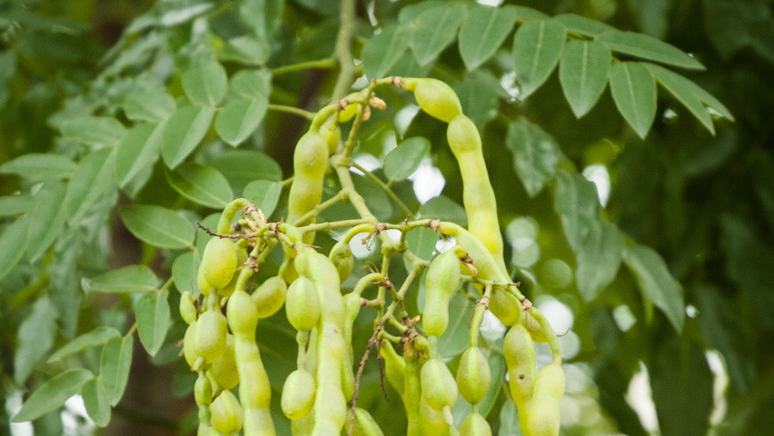 Styphnolobium japonicum fruits