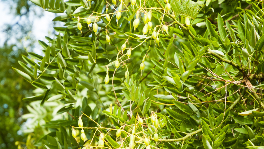 Styphnolobium japonicum fruits