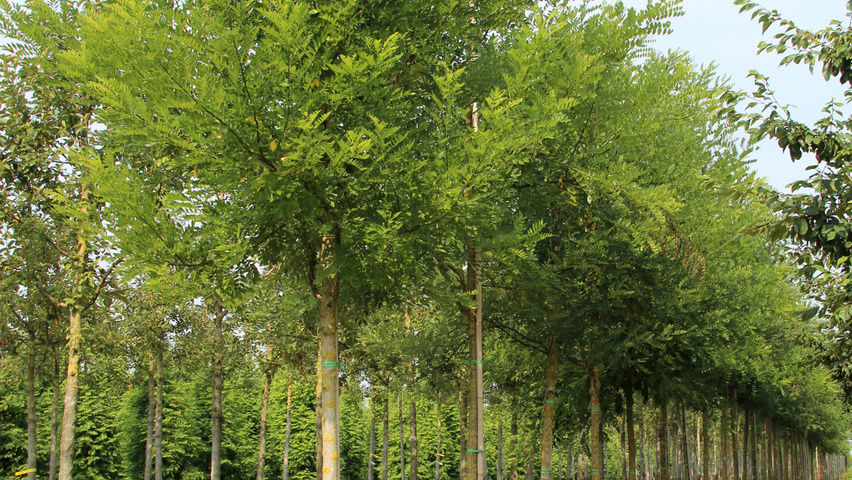 Styphnolobium japonicum haute tige