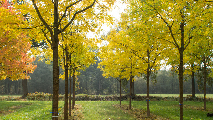 Styphnolobium japonicum haute tige