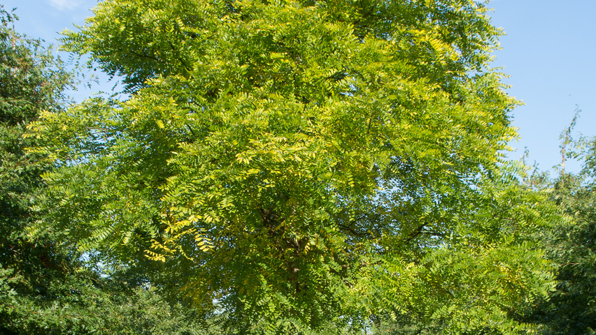 Styphnolobium japonicum haute tige