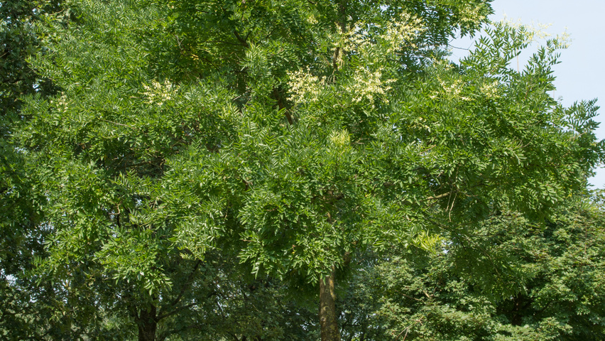 Styphnolobium japonicum haute tige