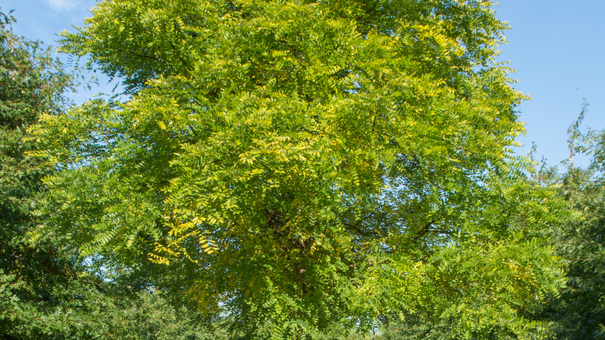 Styphnolobium japonicum haute tige