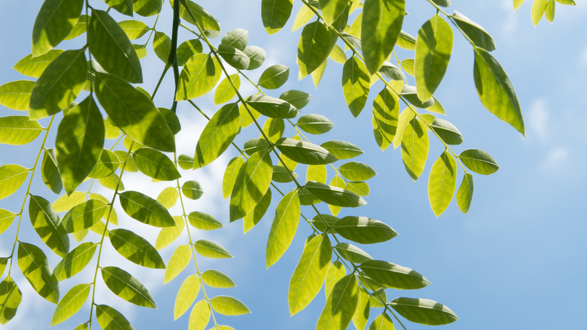 Styphnolobium japonicum Feuilles