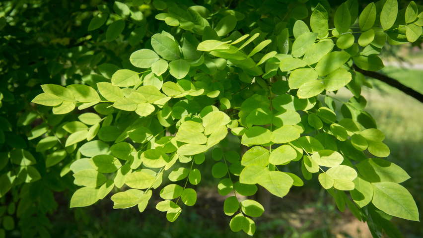 Styphnolobium japonicum Feuilles