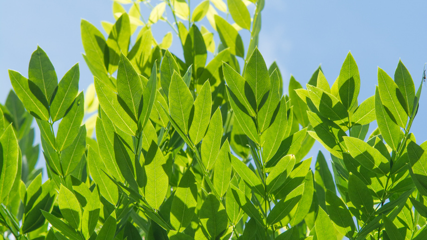 Styphnolobium japonicum Feuilles