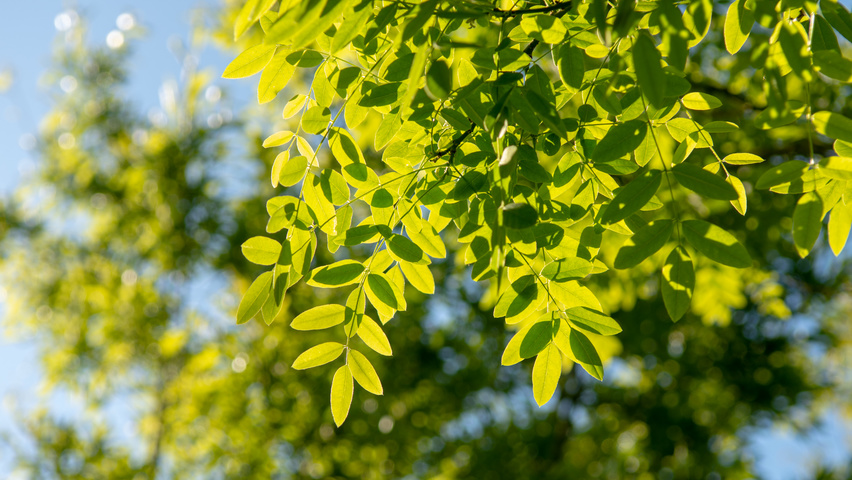Styphnolobium japonicum Feuilles