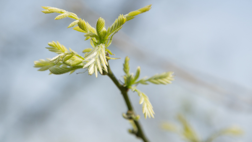 Styphnolobium japonicum Feuilles