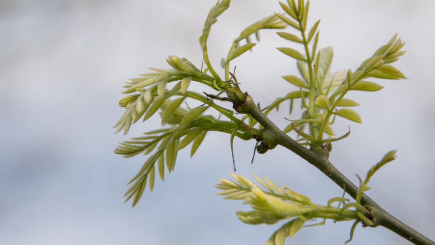 Styphnolobium japonicum Feuilles