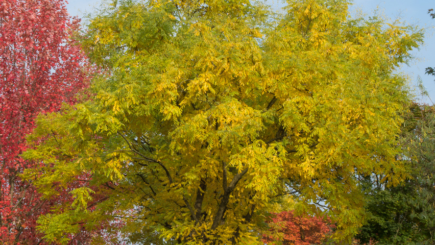 Styphnolobium japonicum multi-troncs forme parasol