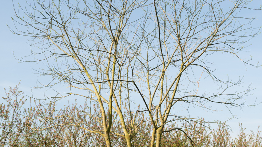Styphnolobium japonicum multi-troncs forme parasol