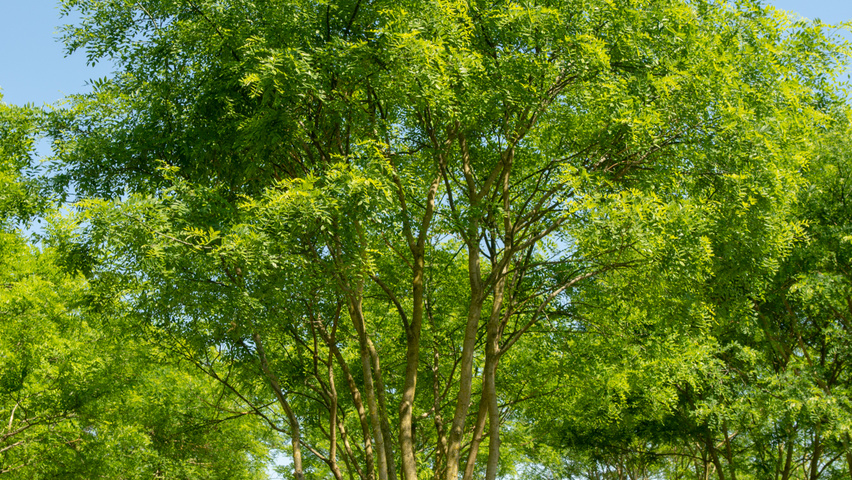 Styphnolobium japonicum multi-troncs forme parasol