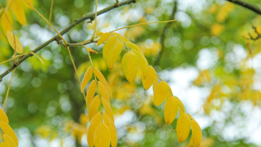 Styphnolobium japonicum 'Regent' Herbstblatt