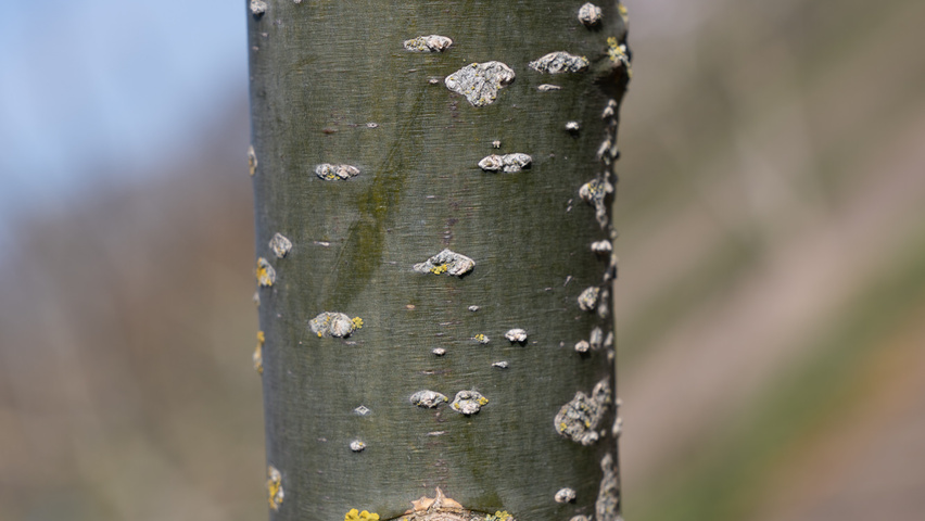 Styphnolobium japonicum 'Regent' Rinden
