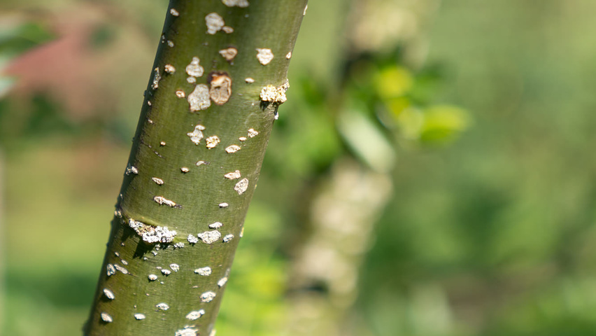 Styphnolobium japonicum 'Regent' Rinden