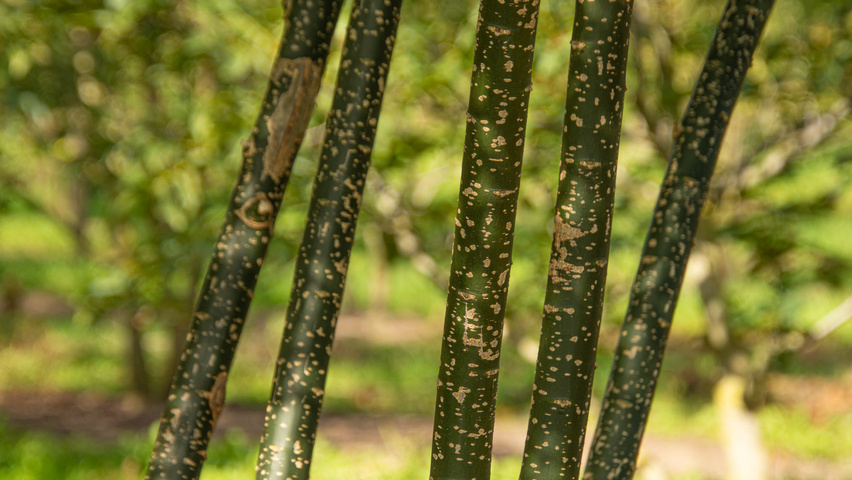 Styphnolobium japonicum 'Regent' Rinden