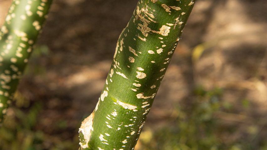 Styphnolobium japonicum 'Regent' Rinden