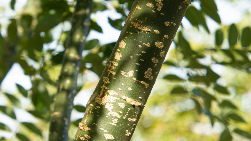 Styphnolobium japonicum 'Regent' Rinden