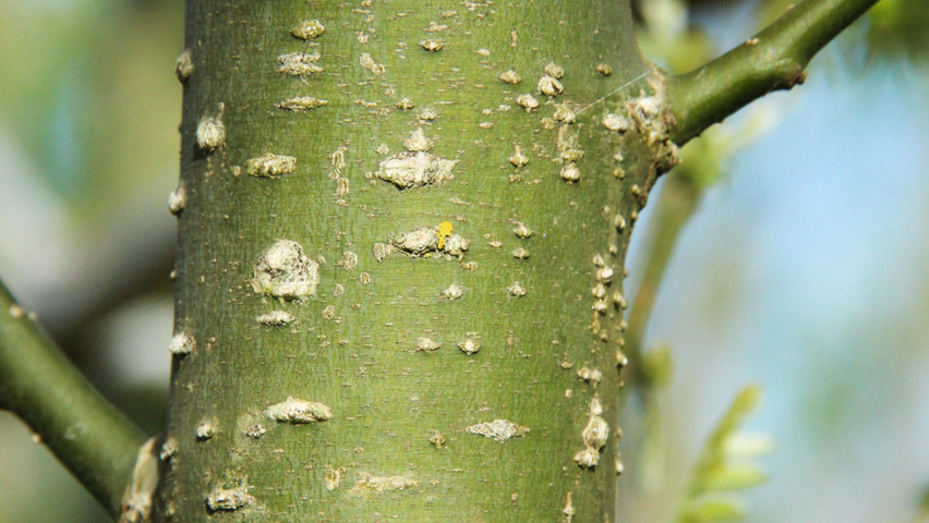 Styphnolobium japonicum 'Regent' Rinden