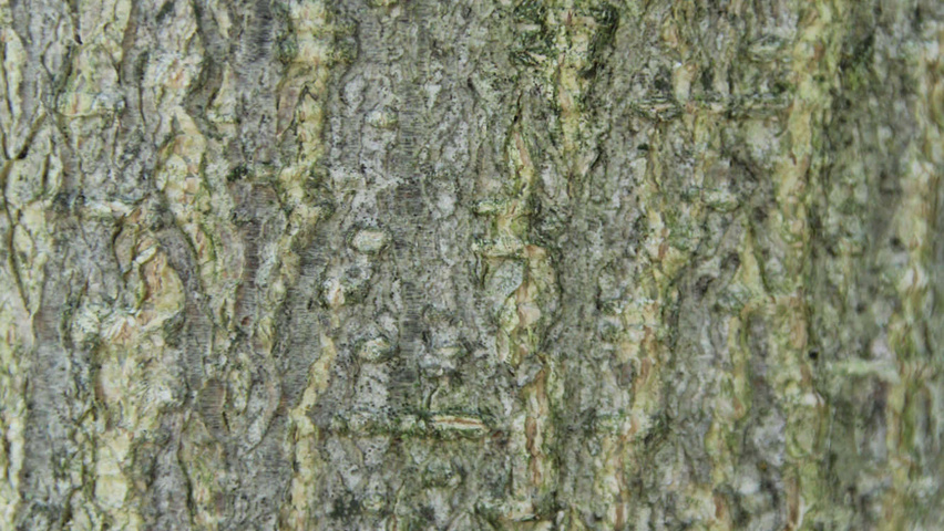 Styphnolobium japonicum 'Regent' Rinden