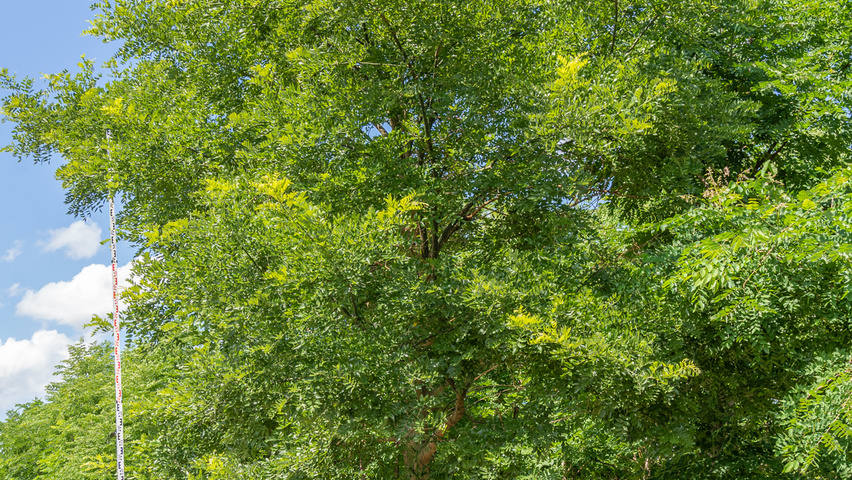Styphnolobium japonicum 'Regent' hochstämmig