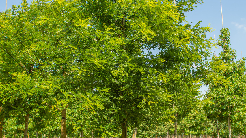 Styphnolobium japonicum 'Regent' hochstämmig