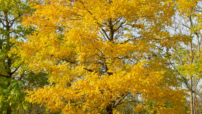 Styphnolobium japonicum 'Regent' hochstämmig