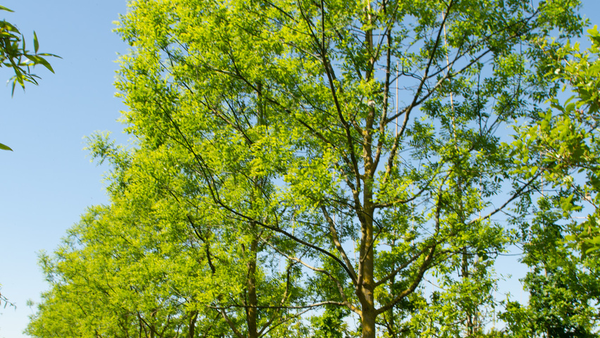 Styphnolobium japonicum 'Regent' hochstämmig