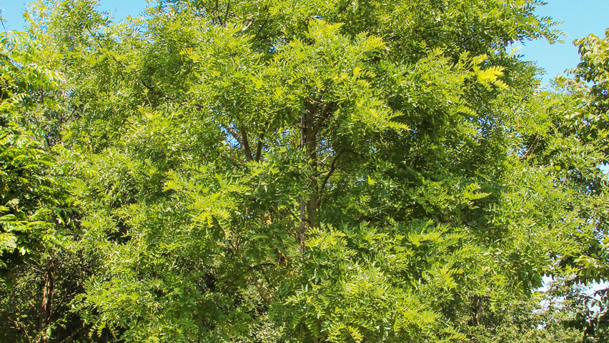 Styphnolobium japonicum 'Regent' hochstämmig