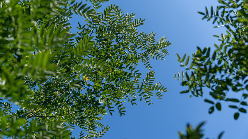 Styphnolobium japonicum 'Regent' Blatt