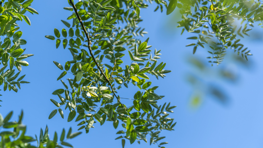 Styphnolobium japonicum 'Regent' Blatt