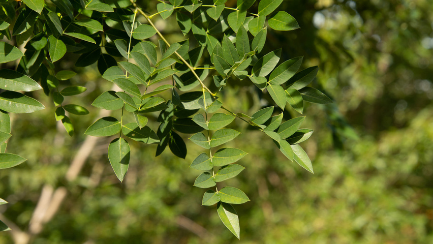 Styphnolobium japonicum 'Regent' Blatt