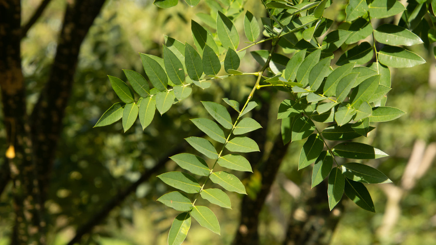Styphnolobium japonicum 'Regent' Blatt