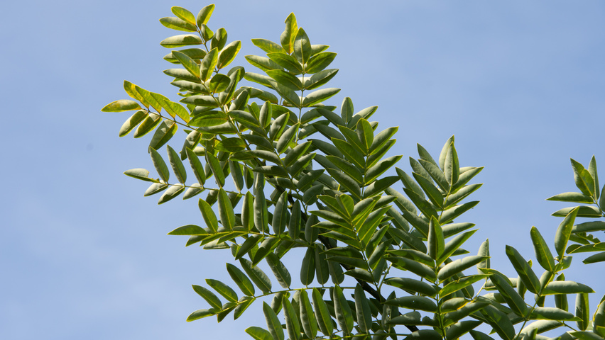 Styphnolobium japonicum 'Regent' Blatt