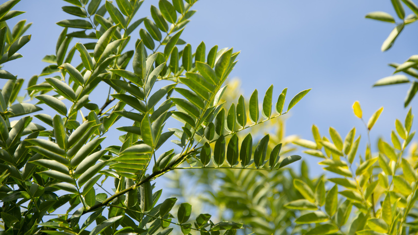 Styphnolobium japonicum 'Regent' Blatt