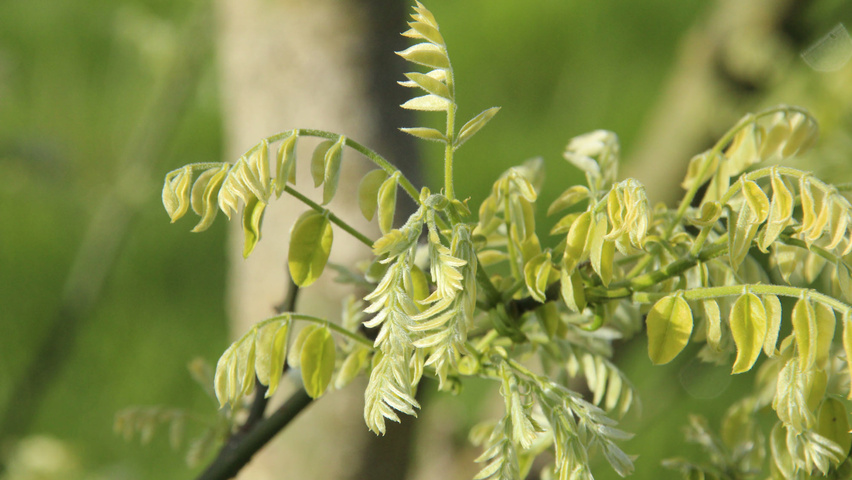 Styphnolobium japonicum 'Regent' Blatt