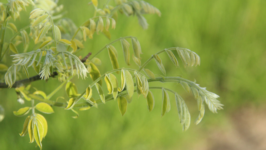 Styphnolobium japonicum 'Regent' Blatt