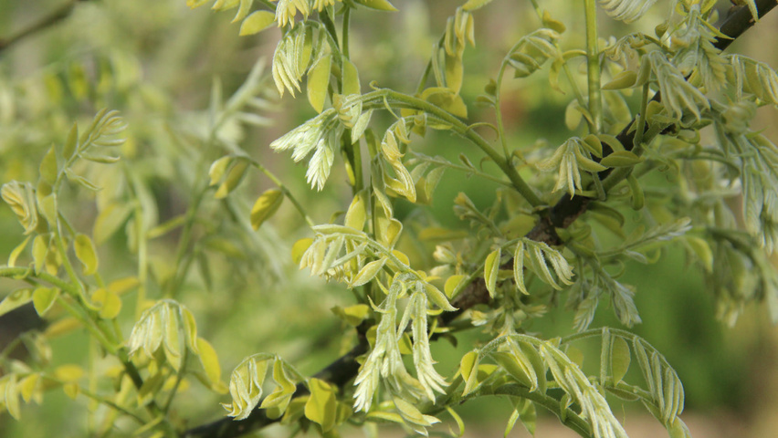 Styphnolobium japonicum 'Regent' Blatt