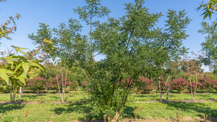 Styphnolobium japonicum 'Regent' mehrstämmige