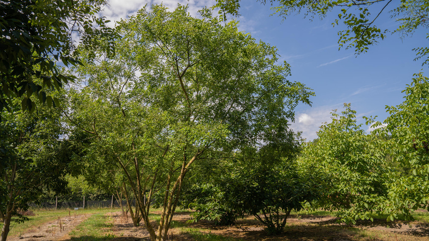 Styphnolobium japonicum 'Regent' mehrstämmige Schirmform